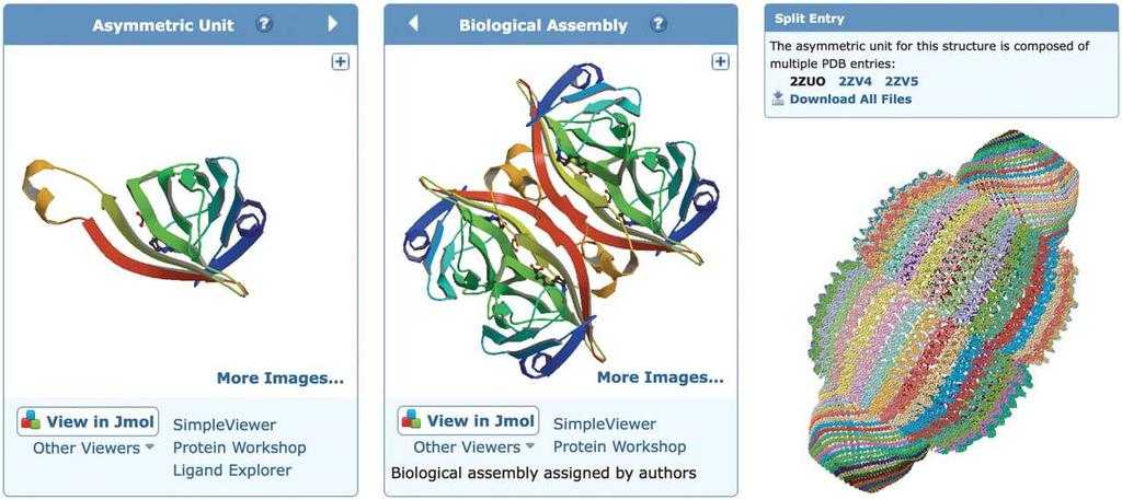 Structure visualization streptavidin - 1STP rat liver vault protein in Jmol Rose P W et al. Nucl. Acids Res.