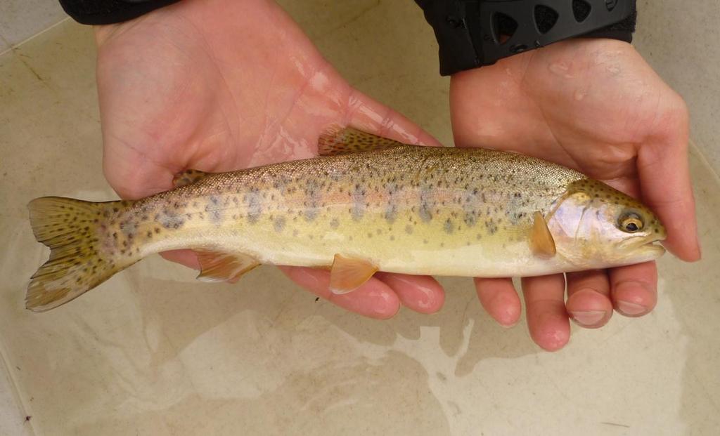 2.3.2 Pstruh duhový (Oncorhynchus mykiss) Obr. 2 Pstruh duhový (foto autor). Pstruh duhový je tvarem těla velice podobný pstruhovi obecnému, je jen o trochu užší a vyšší (viz Obr. 2).