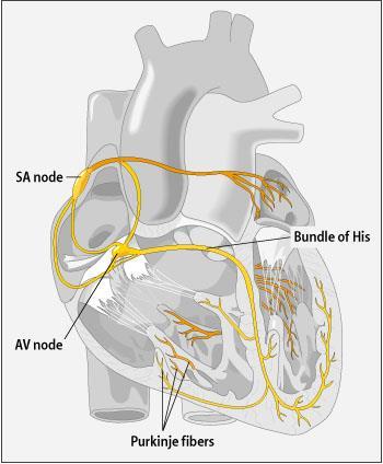 Anatomie převodního systému sinusový uzel > 5 kanálů, např.