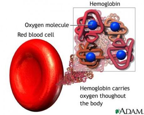 Obsah hemoglobinu definice anemie dle WHO muži < 130 g/l = 8,1 mmol/l ženy < 120 g/l = 7,4 mmol/l těhotné ženy < 110 g/l =