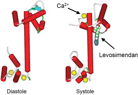 Levosimendan levo-simendan mechanismus účinku zvyšuje afinitu troponinu C ke Ca 2+ otevírá K ATP kanály = kardioprotekce inhibuje PDE