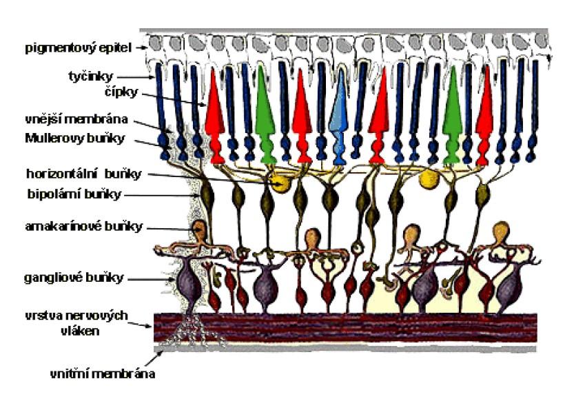 Stavba oka Pomocí obou typů těchto receptorů vnímá oko barevné