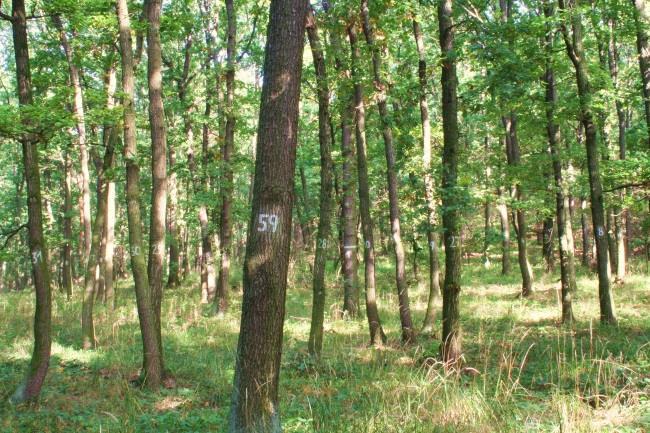 V depresích akumulovaném materiálu se vytváří jádro substrátů, převážně bazaltického složení dobře propustných skeletem obohacených profilů.