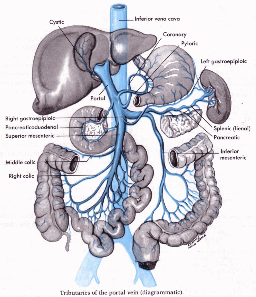 Anatomické poznámky 70% krve do jater portální žilou Hlavní přítoky VP: VL VL vzniká spojením 2-6 žilních větví v hilu sleziny největším přítokem je VMI (asi u 30% se VMI spojuje s VMS) periferně