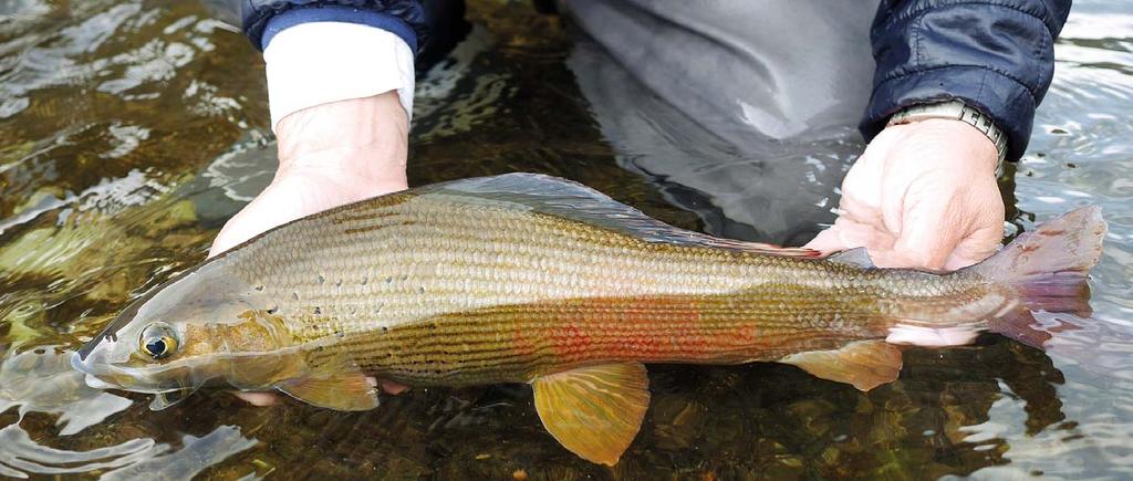 Muškařské pruty Czech Nymph V 3100 - model 2018 Novinka Speciální