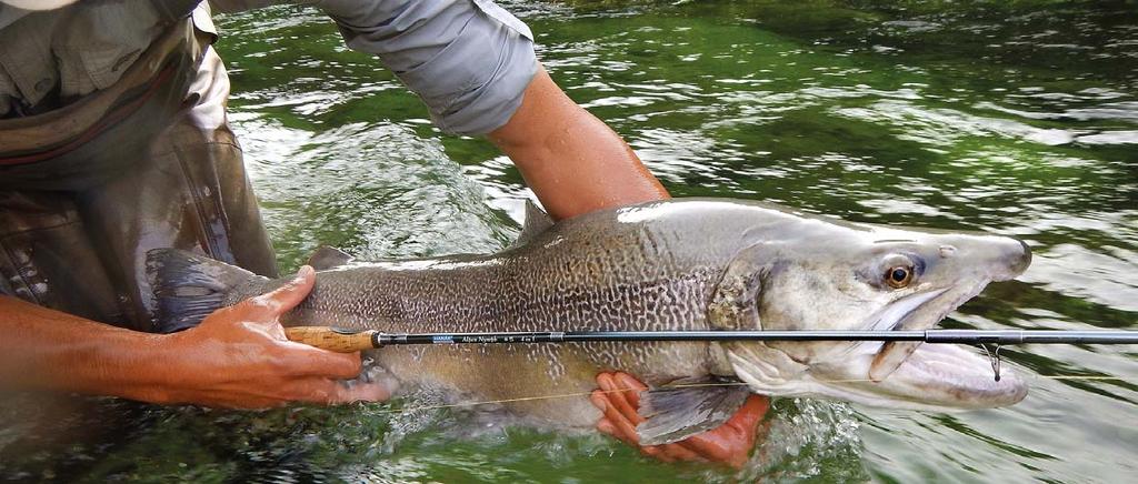 Muškařské pruty Alpen Nymph 4 v 1 - model 2018 Inovovaná série velmi výkonných muškařských prutů vyrobená z vysoce modulového karbonu.