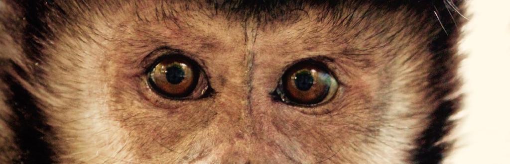 ČINNOSTI ZOOLOGICKÉ ZAHRADY Zoologická zahrada Plasy se zaměřujeme na chov druhů zvířat ohrožených vyhynutím či vyhubením a zvířat, která jsou atraktivní pro naše návštěvníky (bílý tygr, bílý lev,