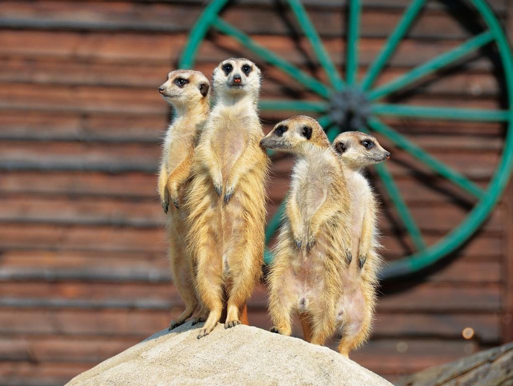 VETERINÁRNÍ ČINNOST Veterinární péči v Zoologické zahradě Plasy zajišťuje MVDr. et Mgr. Tomáš Nový.