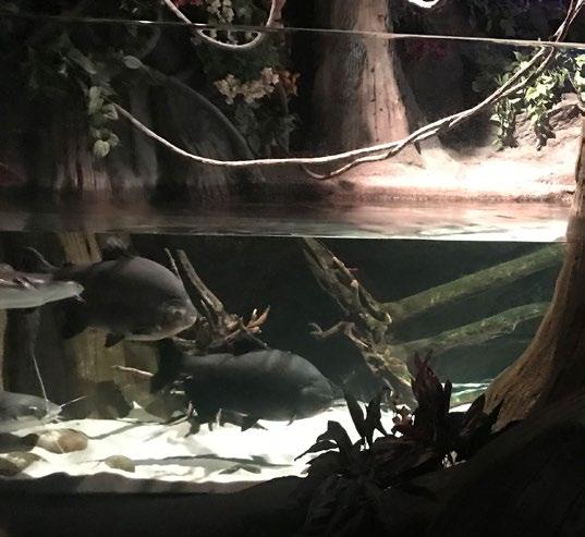 místa i cenný pohár za vítězství. Mnohem cennější a inspirativnější pro nás však byly poznatky zoologické.