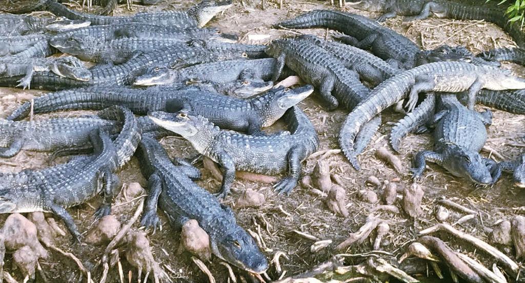SBÍRÁNÍ ZKUŠENOSTÍ ZE ZAHRANIČNÍCH ZOO V Myrtle Beach jsme ještě navštívili ZOO Aligator adventure.