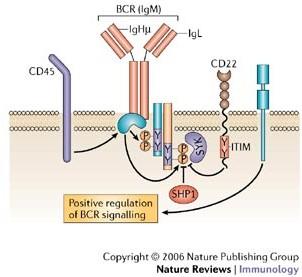 CD19 CD19