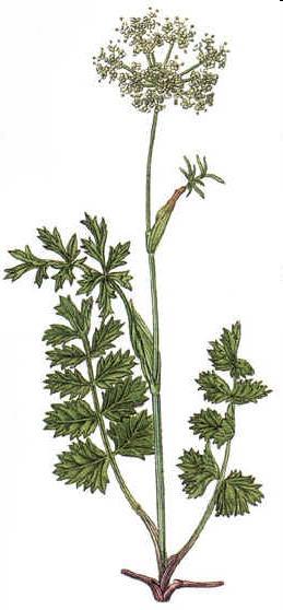 Vegetace a flóra Neoendemity - bedrník obecný skalní (Pimpinella saxifraga subsp. basaltica) pouze bazaltové výchozy v Malé Sněžné jámě; - chrastavec rolní krkonošský (Knautia arvensis subsp.