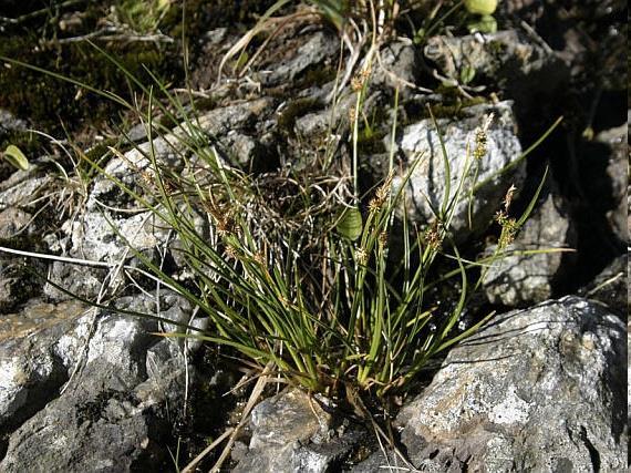 Vegetace a flóra Neoendemity - ostřice krkonošská (Carex derelicta) stejná lokalita jako chrastavec, mokvavá místa. - prvosenka vyšší krkonošská (Primula elatior subsp.