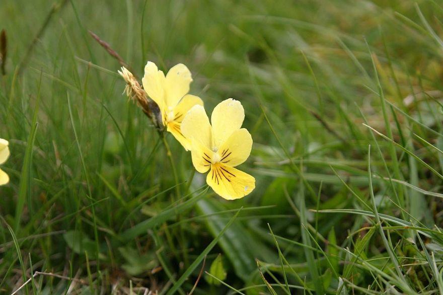 violka žlutá http://www.wildaboutbritain.co.