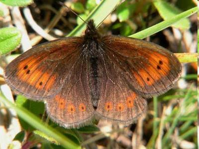 krkonošská (Rhitrogena corcontica), plž vřetenovka utajená krkonošská (Cochlodina dubiosa