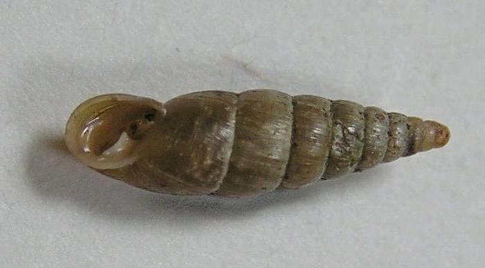 http://www.biolib.cz Fauna bezobratlí měkkýši: typické hercynské silikátové kyselo, malakofauna všeobecně chudá, bohatší jsou např.