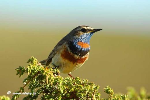slavík modráček Fauna obratlovci ptaci.natura2000.cz http://lemberk.vcm.