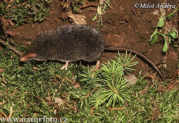 Fauna obratlovci savci: velké šelmy dávno vyhubeny (medvěd 1726, vlk 1761, rys počátkem 19 st.