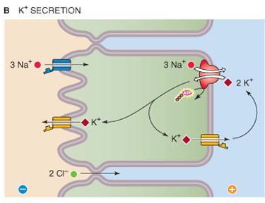 Transport K+ Transcelulární sekrece K+ přes draslíkové kanály v apikální membráně (často stimulovaná aldosteronem spolu s