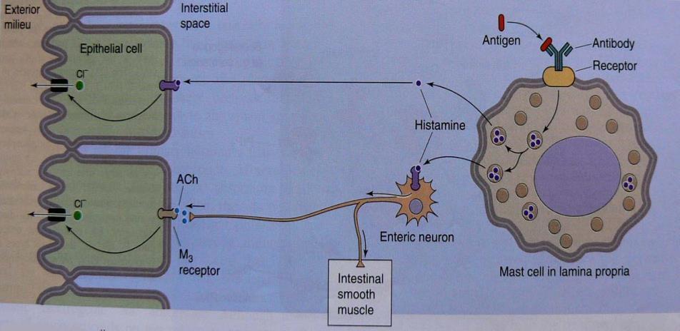 cytoplasmě 2. Regulace na úrovni orgánu např. střevní nervový a endokrinní systém, 3.