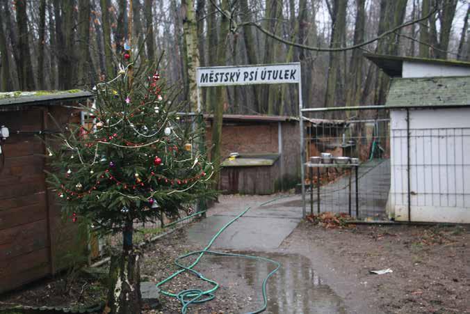 Díky kvartě pod stromečkem najdou spoustu