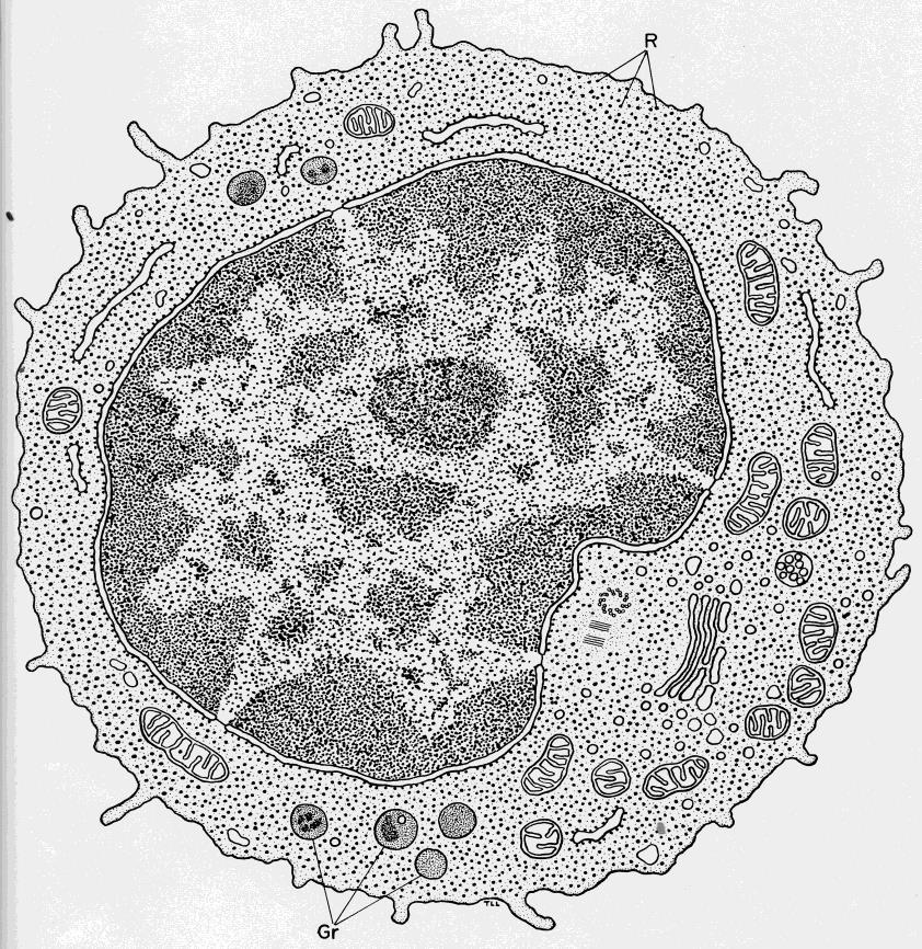 Lymfocyty Třídění podle velikosti: malé (6-8μm), střední a velké (nad 18μm).