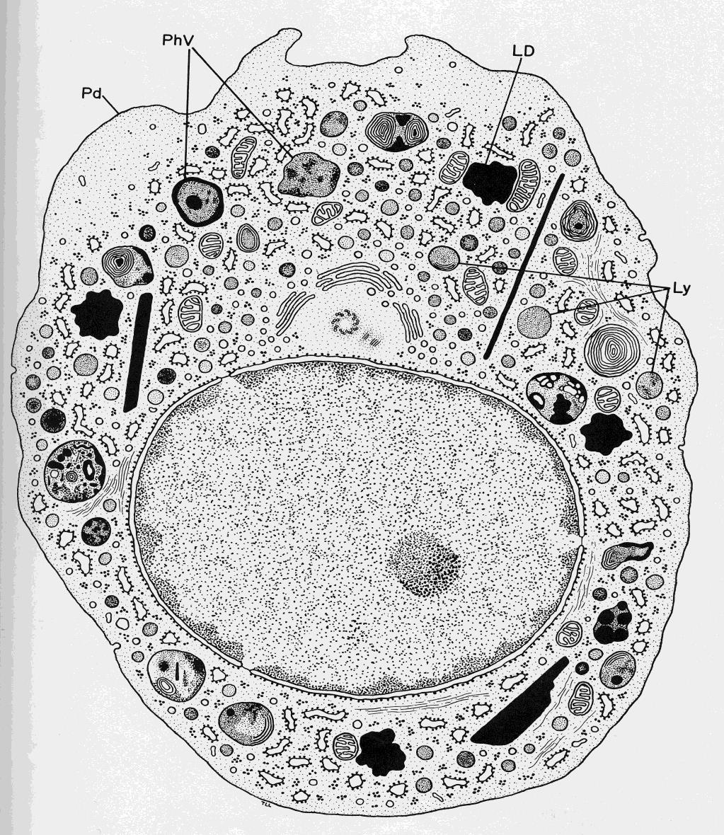Monocyty 12-20μm Oválné, podkovovité jádro, excentricky uložené Basofilní cytoplasma, azurofilní