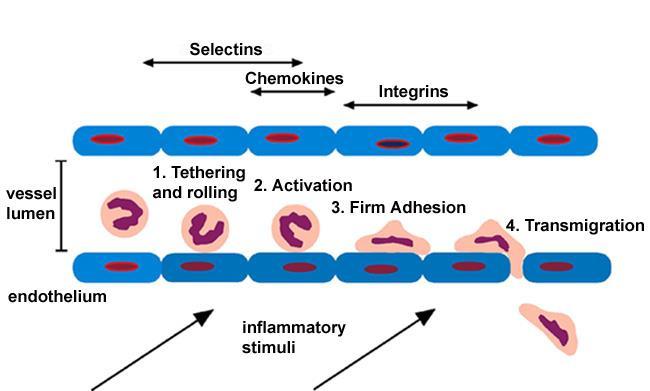 Migrace leukocytů Rolování P a E selectiny Adheze - integriny