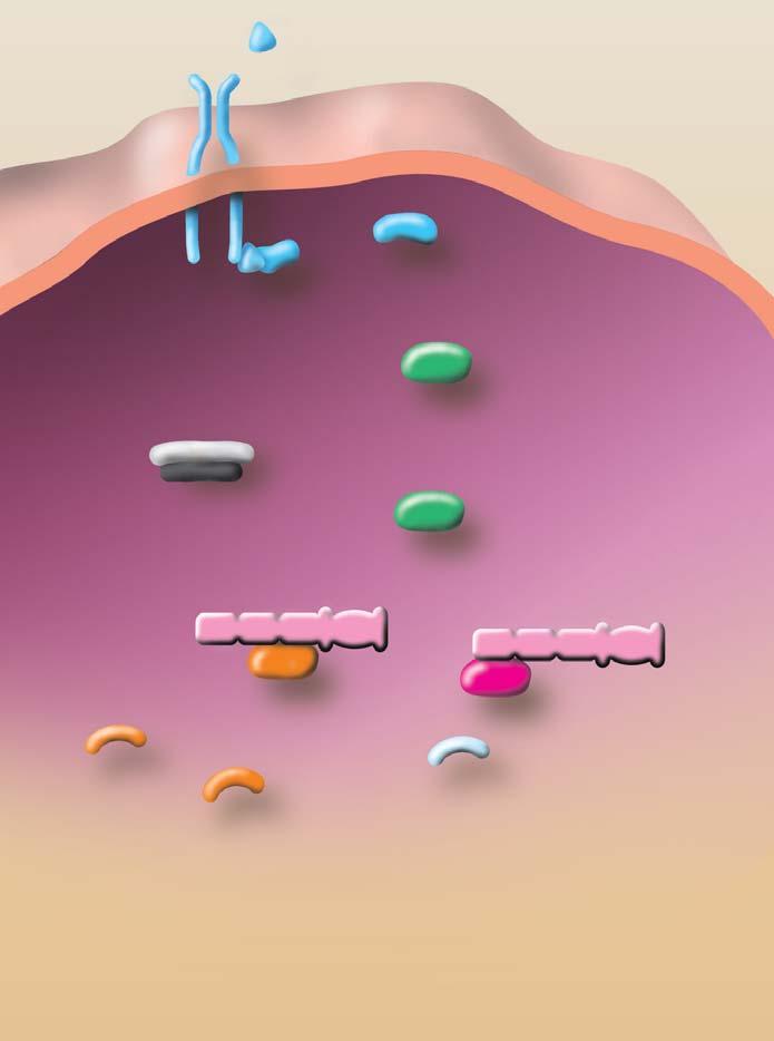 Metabolické efekty rapamycinu Rapamycin byl objeven v 70. letech minulého století a byl pojmenován podle místa objevu na jednom z Velikonoãních ostrovû Rapa Nui.