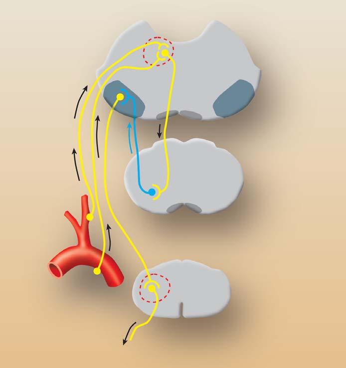 arteriol a venul), na β 1 -receptorech v srdci (zvy uje se tepová frekvence) a na β 1 -receptorech v ledvinách (dochází k vazokonstrikci vas afferens a vas efferens, k hyperfiltraci a zv ené