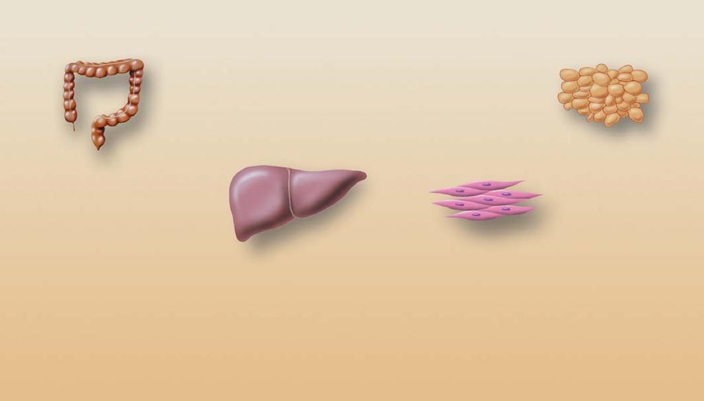 ci inzulinu, ale navíc zvy uje transkripci genu pro inzulin, stabilitu mrna a biosyntézu inzulinu, ãímï zaji Èuje doplàování inzulinu do granulí a brání vyãerpání rezerv inzulinu intracelulárnû [12,