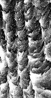 Every bone nanobioreactor has the ability for transforms various kinds of energies, 50x25x3 nm 1,23 nm subnanovlákno + HAP DOMÉNY 1. až 5.