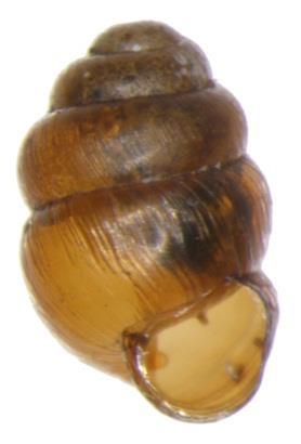 (Pupilla loessica a Vertigo