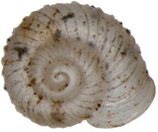 tenuilabris, Columella columella je