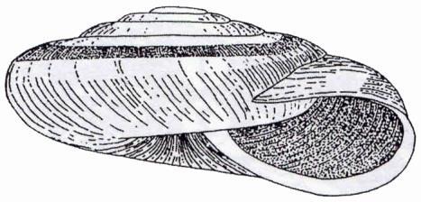 Carychium tridentatum, Fruticicola