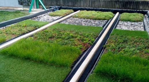 Rostliny rozchodníků rodu Sedum jsou nenáročné a velmi dobře snáší období sucha.