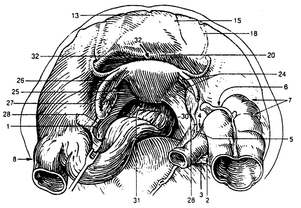 Plexus vesicalis autonómna nervová spleť po obidvoch stranách močového mechúra s početnými sympatikovými a parasympatikovými vláknami (z nn. pelvici) a vlákna senzitívne vlákna z L 1 a L 2.