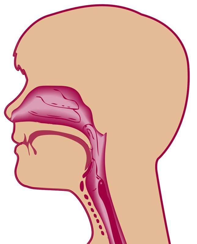 Anatomické rozdíly Dýchací cesty Větší hlava,