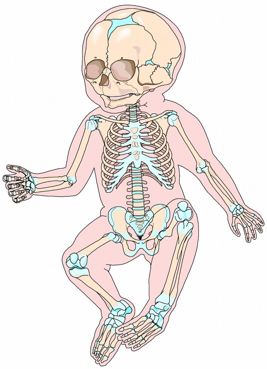 Anatomické rozdíly