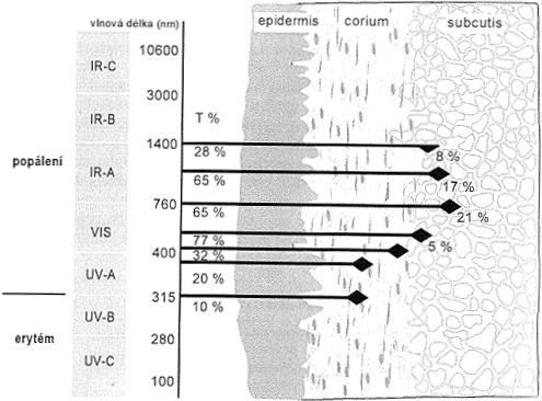 Při průchodu laserového svazku tkání se se na rozdílné absorpci významně podílejí tři složky voda, hemoglobin, melanin.