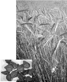 archeobotanické vzorky = spálené (charred, carbonised): plodiny + plevele + plevy crops + weeds + chaff produkce mimo vlastní spotřebu