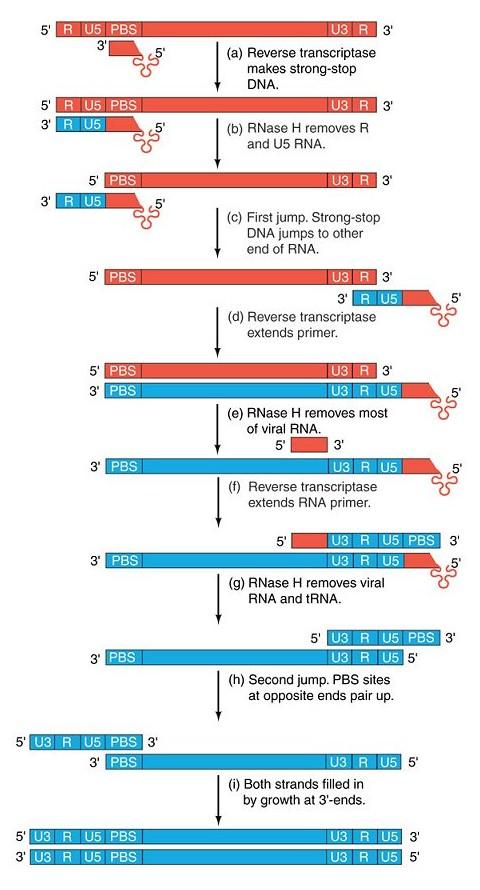 Reverzní transkripce - nasednutí primeru trna a extenze - odstranění RNA oblasti R a U5 - první přeskok a extenze - odstranění většiny RNA