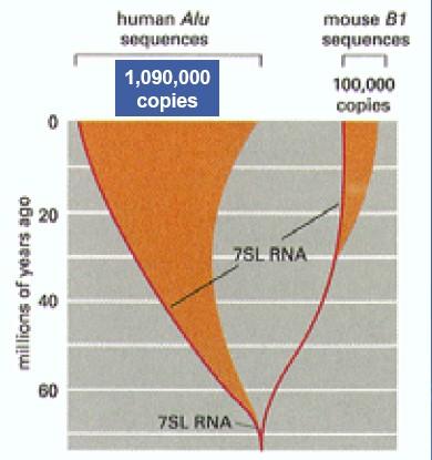 Alu elementy nejhojnější retroelementy lidského genomu - odvozeny z 7SL RNA genu kódujícího podjednotku signální rozpoznávací částice (přenos proteinů přes membrány a začleňování do