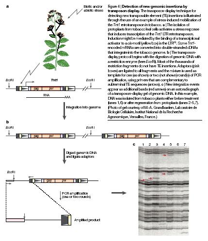 Metoda transposon display detekce nových inzercí transposonů - indukce transpozice