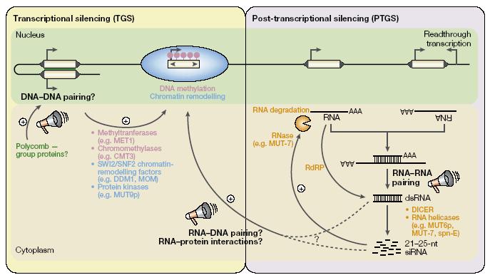 Umlčování transposonů: transkripční i posttranskripční (metylace a RNAi) Transkripční umlčování