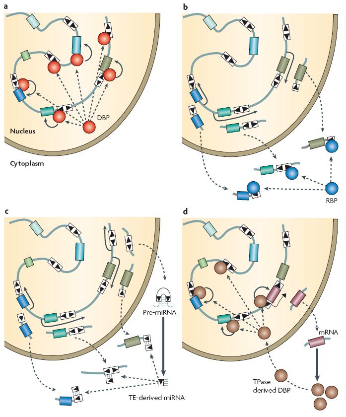Role transposonů v regulačních sítích DNA-binding protein=tf odvozený z