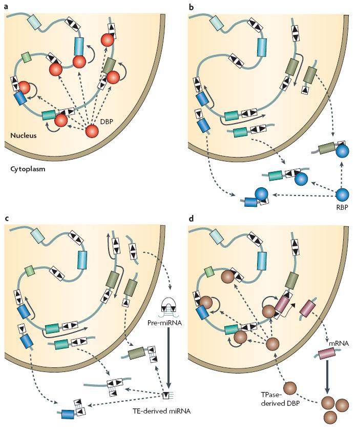 Role transposonů v regulačních sítích DNA-binding protein=tf odvozený z