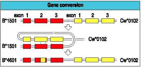 crossing-over Evoluce satelitních sekvencí skládání ze