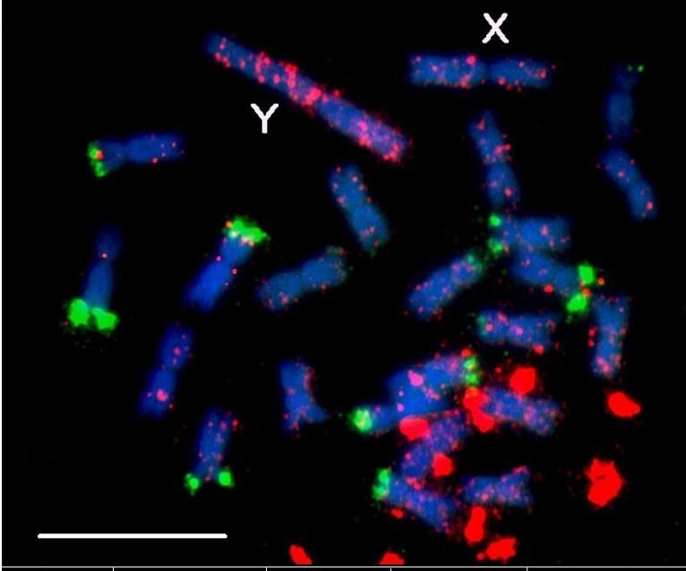 Promiskuitní DNA Endosymbioza a tok genů do jádra sinice ~ 3000 kb ~ 3000 genů proteobakterie ~ 4000