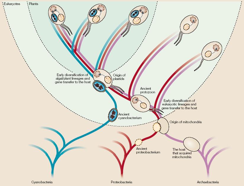 Endosymbiotická